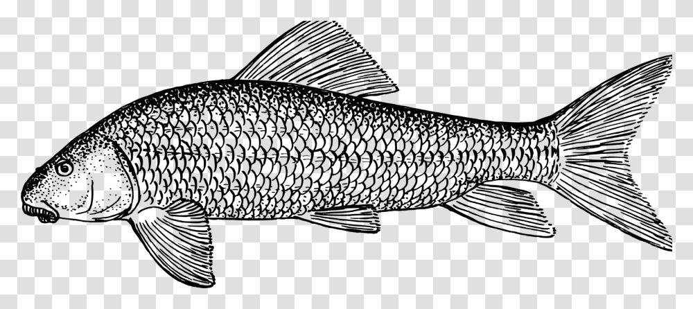 Sucker Svg Clip Arts Detailed Fish Coloring Pages, Gray, World Of Warcraft Transparent Png