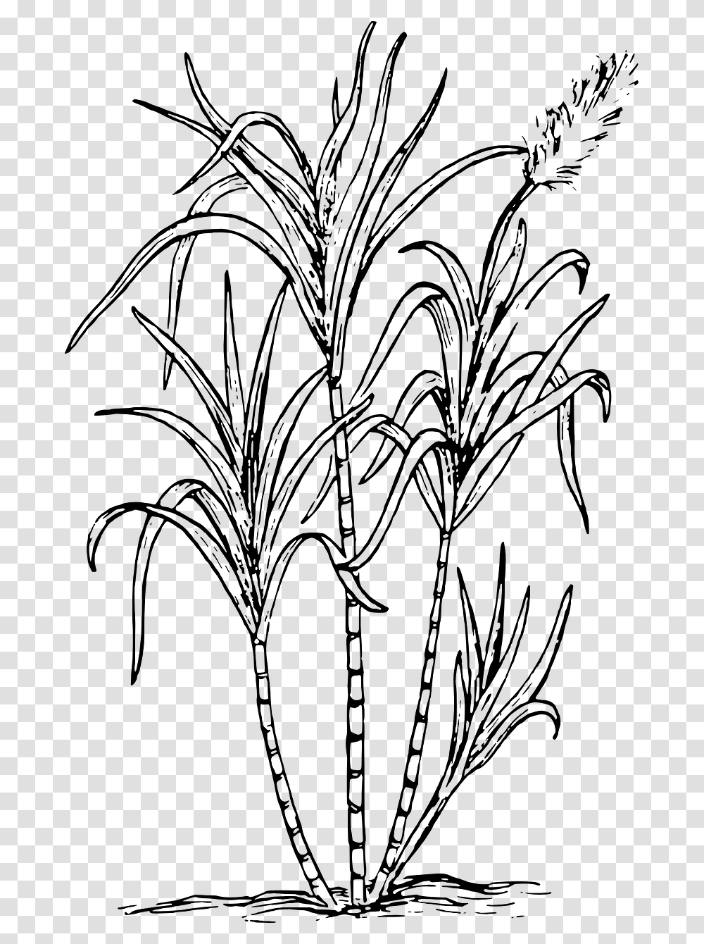 Sugar Cane Sugar Cane Clipart Black And White, Gray, World Of Warcraft Transparent Png