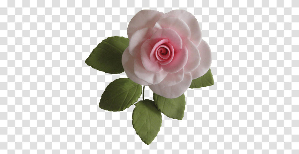 Sugar Flowers Gallery - Workshop Garden Roses, Plant, Blossom, Accessories, Accessory Transparent Png
