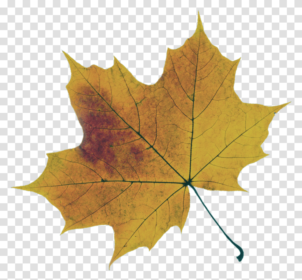 Sugar Maple College Consulting Lovely, Leaf, Plant, Tree, Maple Leaf Transparent Png