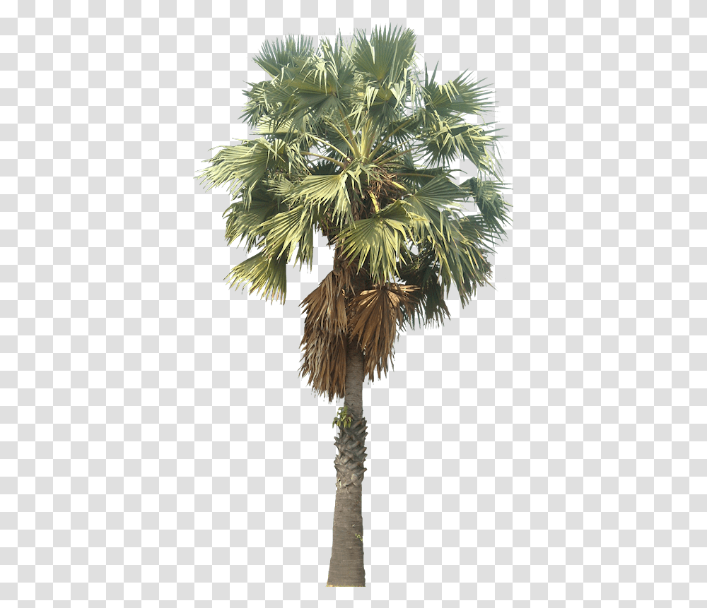 Sugar Palm Tree, Plant, Vegetation, Bird, Vase Transparent Png