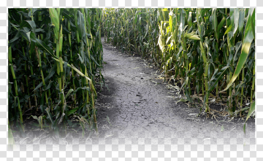 Sugarcane Download Corn Maze In Petaluma California, Soil, Plant, Field, Produce Transparent Png
