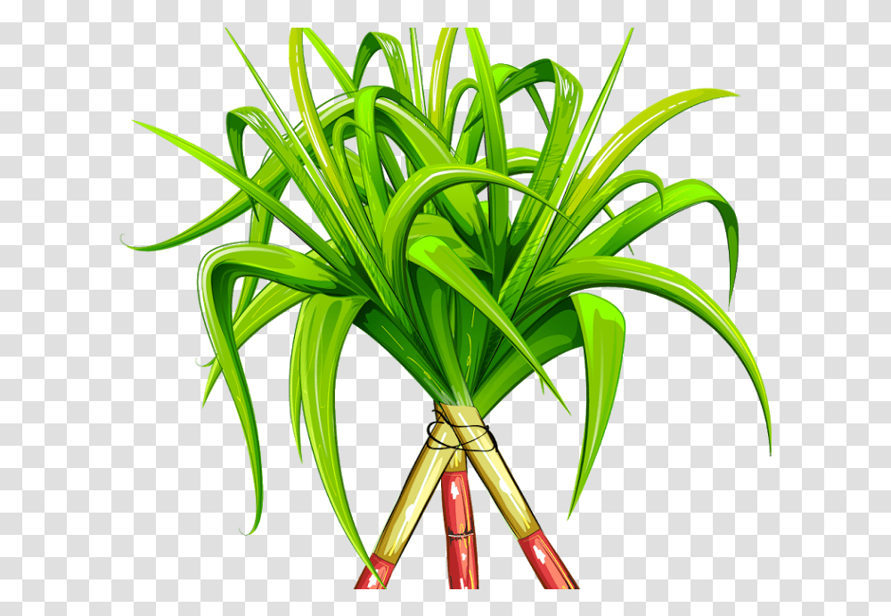 Sugarcane, Plant, Tree, Vegetation, Flower Transparent Png
