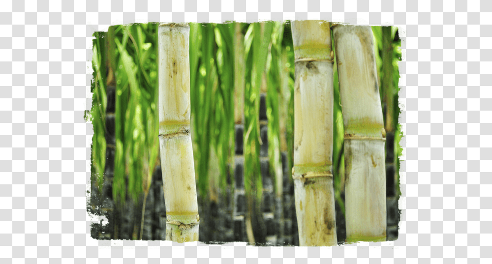 Sugarcane Sugar Cane, Plant, Bamboo, Bamboo Shoot, Vegetable Transparent Png