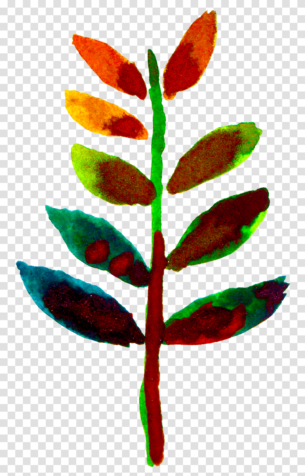 Sugi Flower, Leaf, Plant, Tree, Blossom Transparent Png