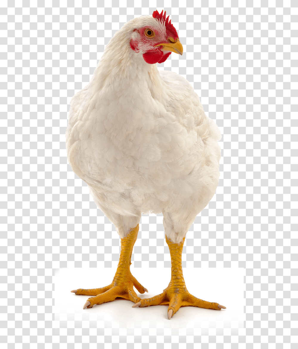 Suguna Chicken, Hen, Poultry, Fowl, Bird Transparent Png