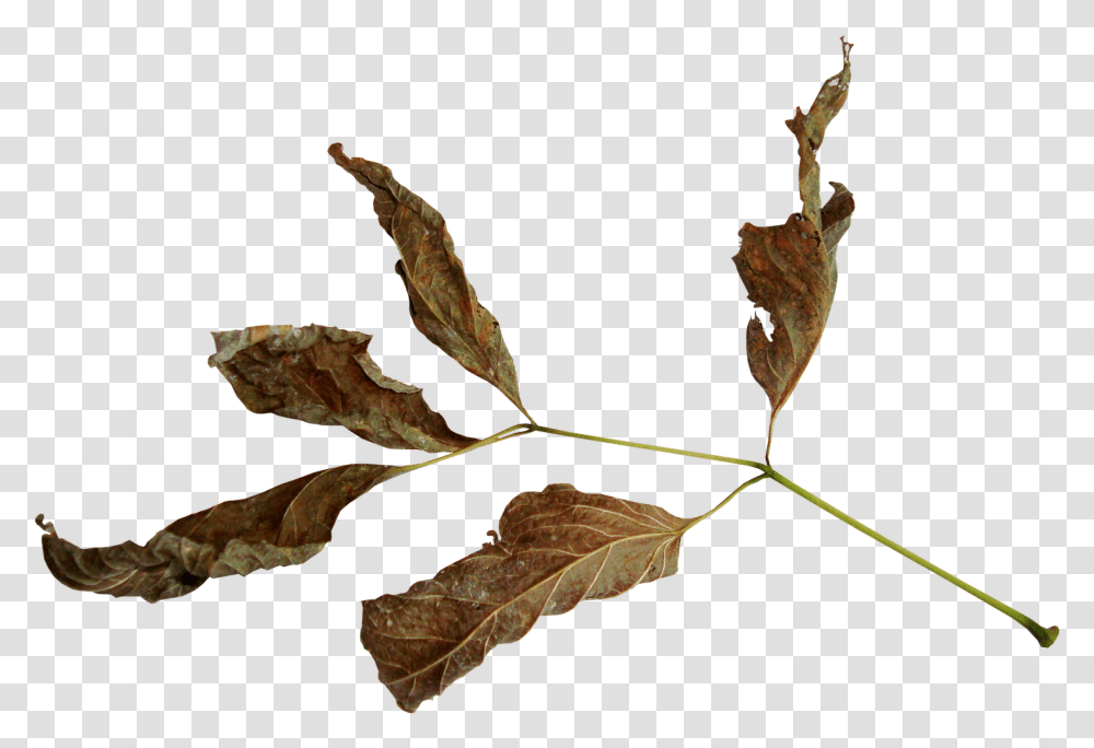 Suhie Listya, Leaf, Plant, Tree, Veins Transparent Png