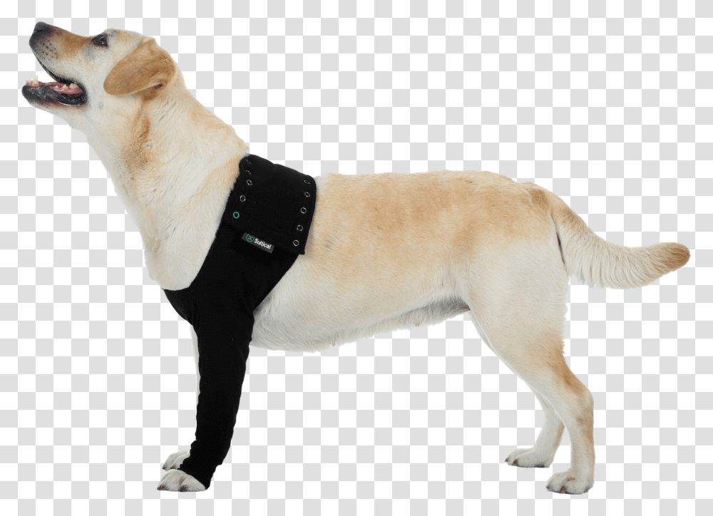 Suitical Recovery Sleeve For Dogs, Pet, Canine, Animal, Mammal Transparent Png