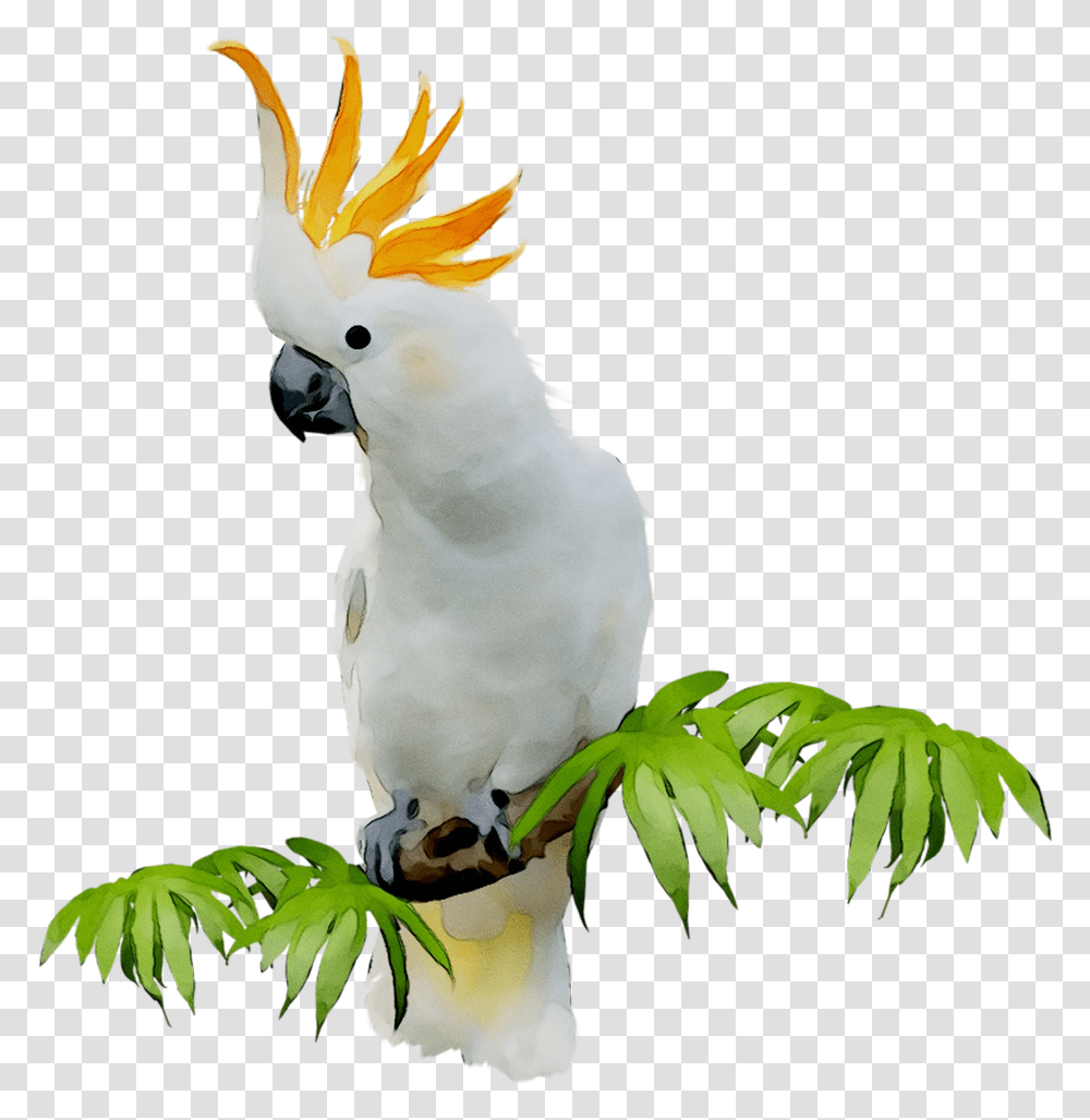 Sulphur Crested Cockatoo Clip Art Portable Network Cockatoo, Parrot, Bird, Animal, Snowman Transparent Png