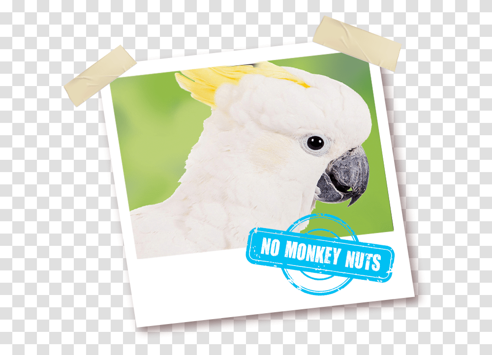Sulphur Crested Cockatoo, Parrot, Bird, Animal Transparent Png