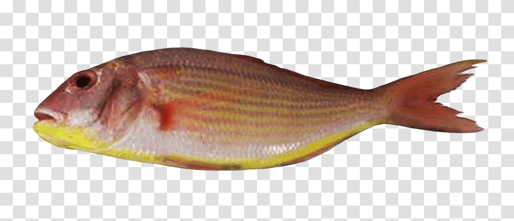 Sultan Ibrahim Sultan Ibrahim Fish, Animal, Mullet Fish, Sea Life, Perch Transparent Png
