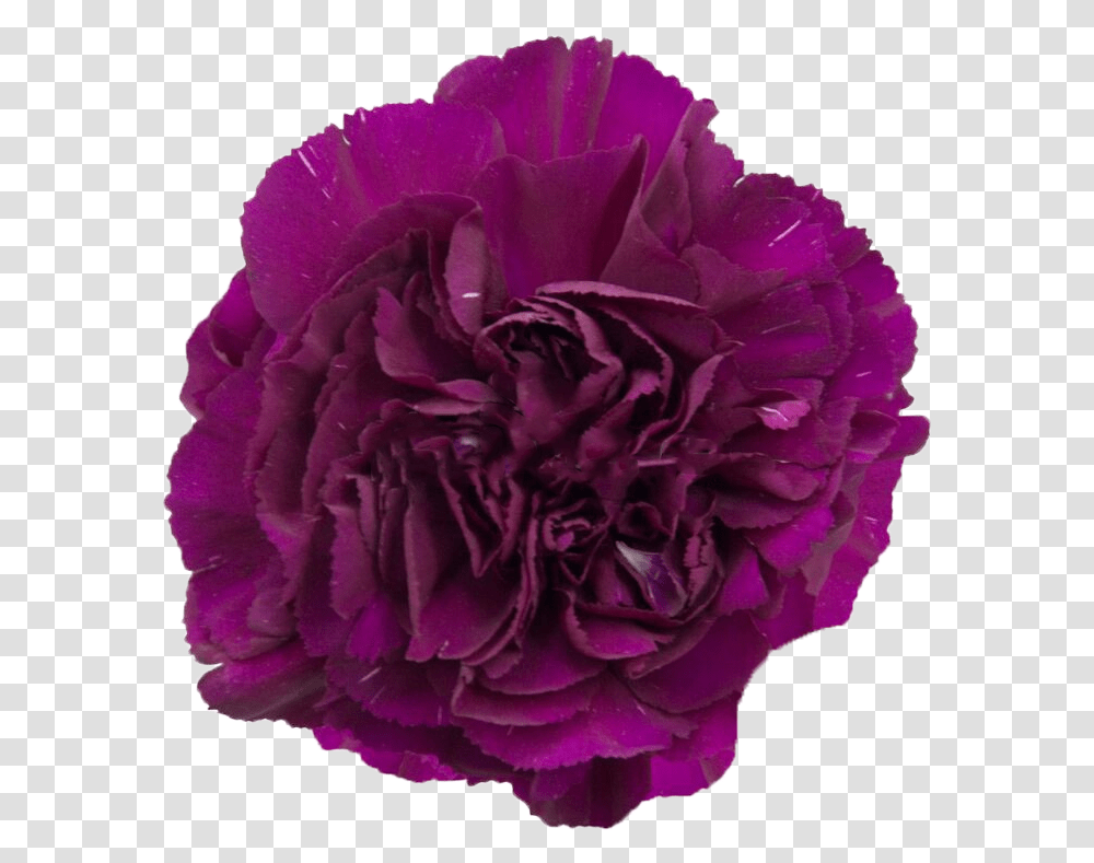 Sumatra Dark Purple Carnation Carnations Magenta, Rose, Flower, Plant, Blossom Transparent Png