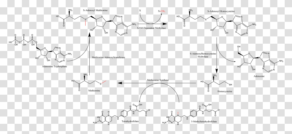 Summary Of S Adenosyl Methionine Regeneration Cycle S Adenosylmethionine, Nature, Outdoors, Plot Transparent Png