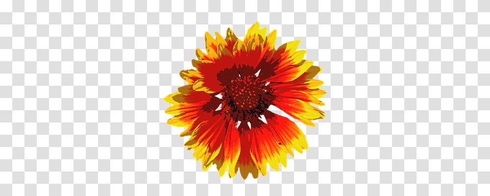 Summer Nature, Plant, Petal, Flower Transparent Png