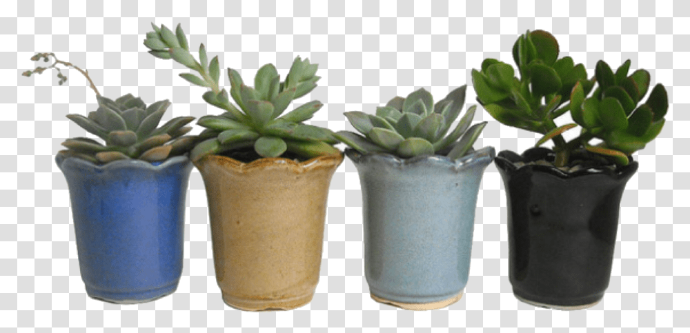 Summer 70s Inspired Outfits, Plant, Aloe, Potted Plant, Vase Transparent Png
