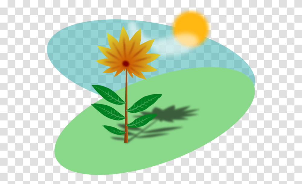 Summer Clipart, Plant, Flower, Blossom, Daisy Transparent Png