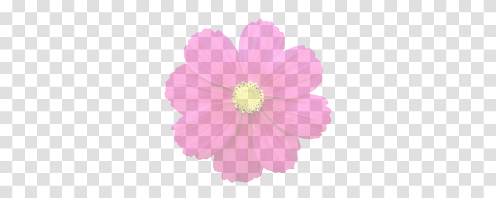 Summer Flower Nature, Plant, Anther, Blossom Transparent Png