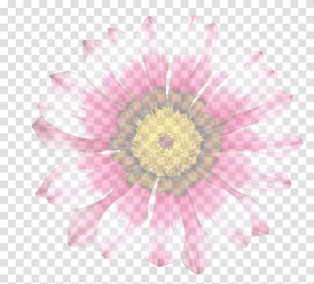 Summer Flowergraphicisolatedtranslucenttransparent Gazania, Plant, Blossom, Daisy, Daisies Transparent Png