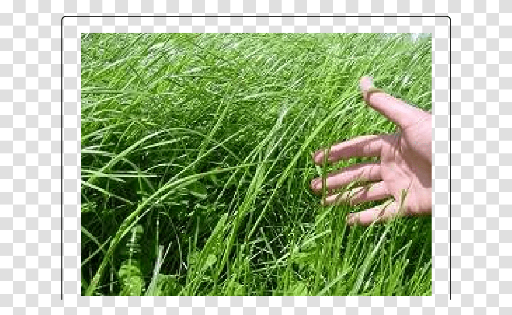 Summer Grassland Scene Sweet Grass, Plant, Lawn, Vegetation, Person Transparent Png