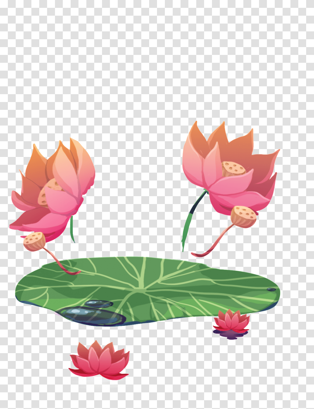 Summer Lotus Free Download Vector, Leaf, Plant, Tree, Flare Transparent Png