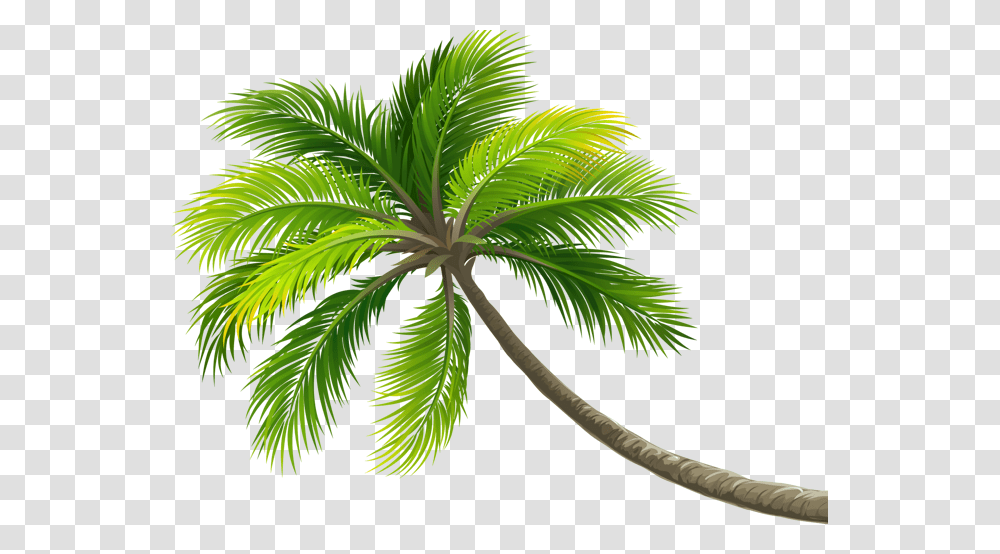 Summer Palm Palmera Ftestickers Ftstickers Stickers Beach Coconut Tree, Plant, Palm Tree, Arecaceae, Leaf Transparent Png