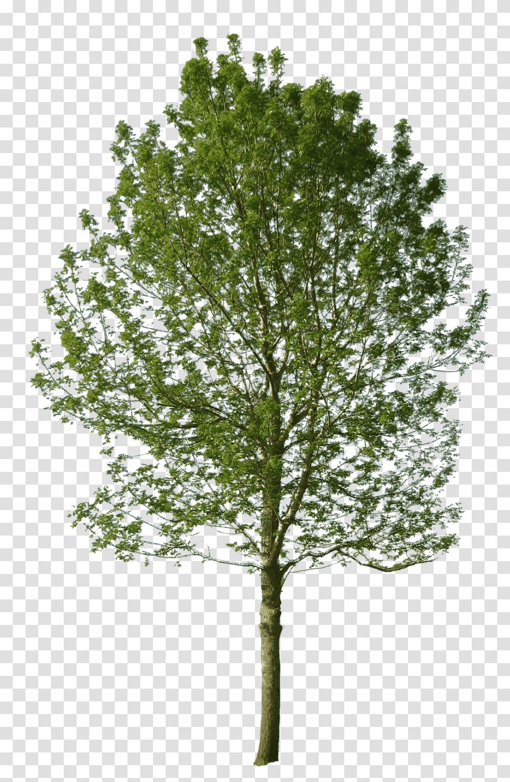 Summer Pond V53 Picture Cut Out Tree Photoshop, Plant, Tree Trunk, Oak, Maple Transparent Png