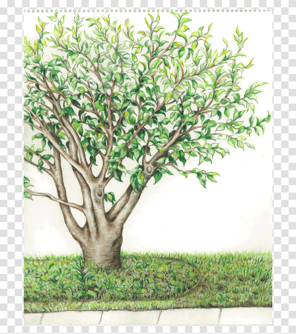 Summer Tree Watercolor, Plant, Tree Trunk, Drawing Transparent Png