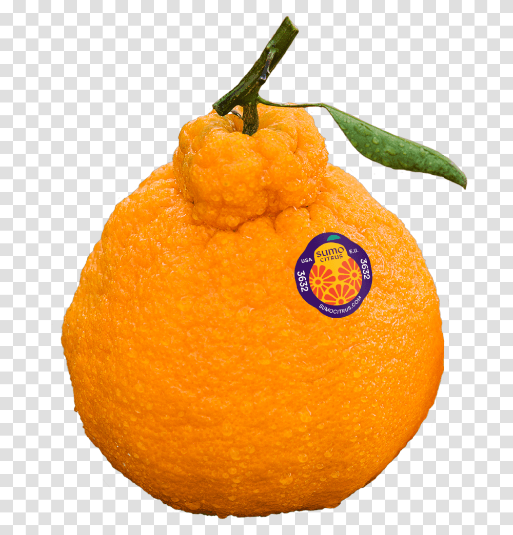 Sumo Mandarin Oranges Hd Download Clementine, Citrus Fruit, Plant, Food Transparent Png