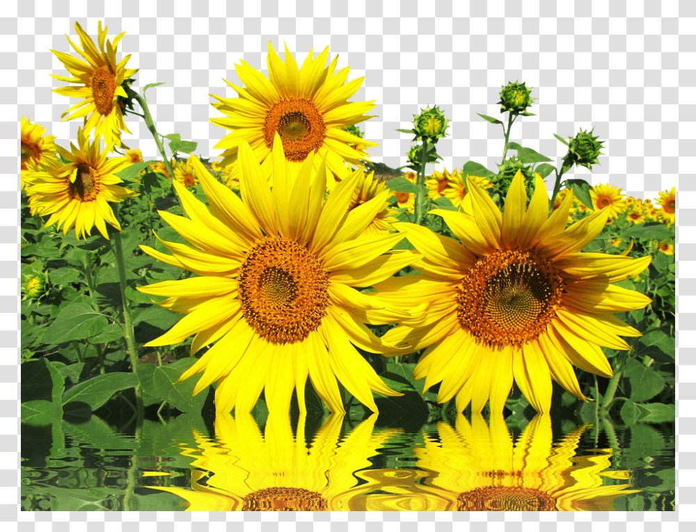 Sun 960, Flower, Plant, Blossom, Sunflower Transparent Png