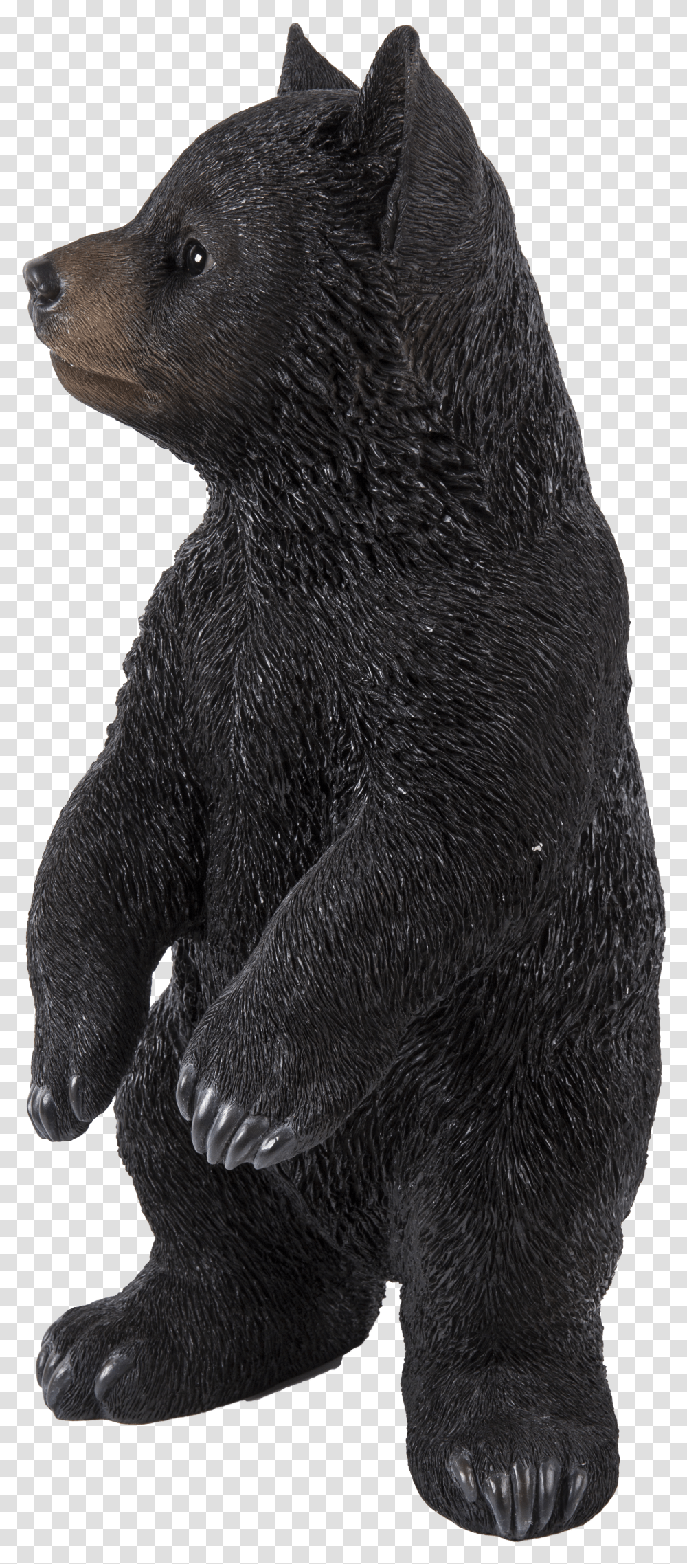 Sun Bear Transparent Png