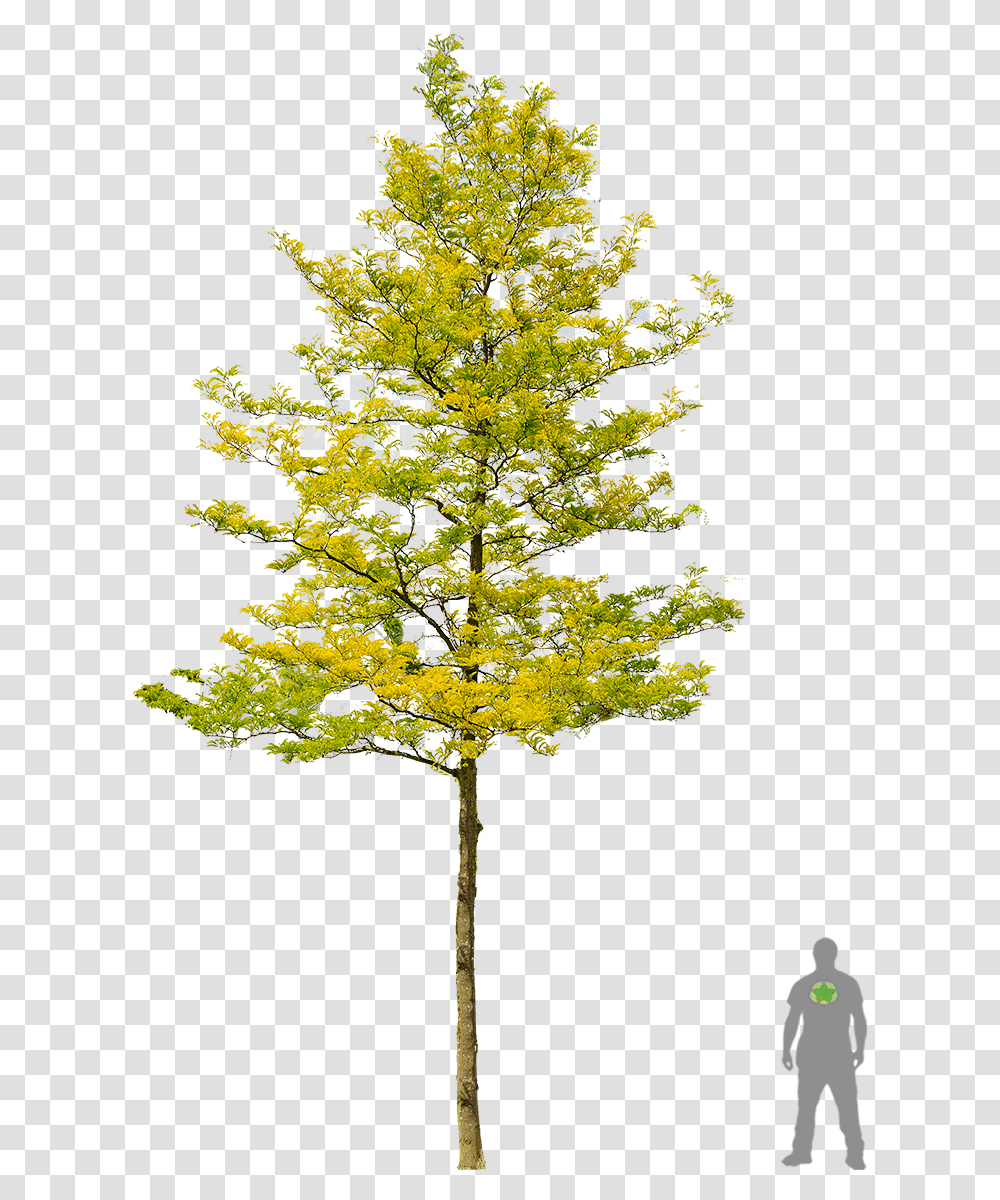 Sun Burst Gleditsia Triacanthos Cut Out, Tree, Plant, Maple, Cross Transparent Png