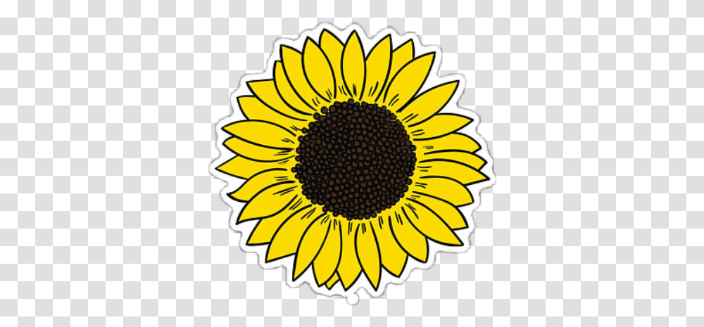 Sun Clipart Images Tumblr 50 Photos Sunflower, Plant, Blossom, Daisy, Daisies Transparent Png