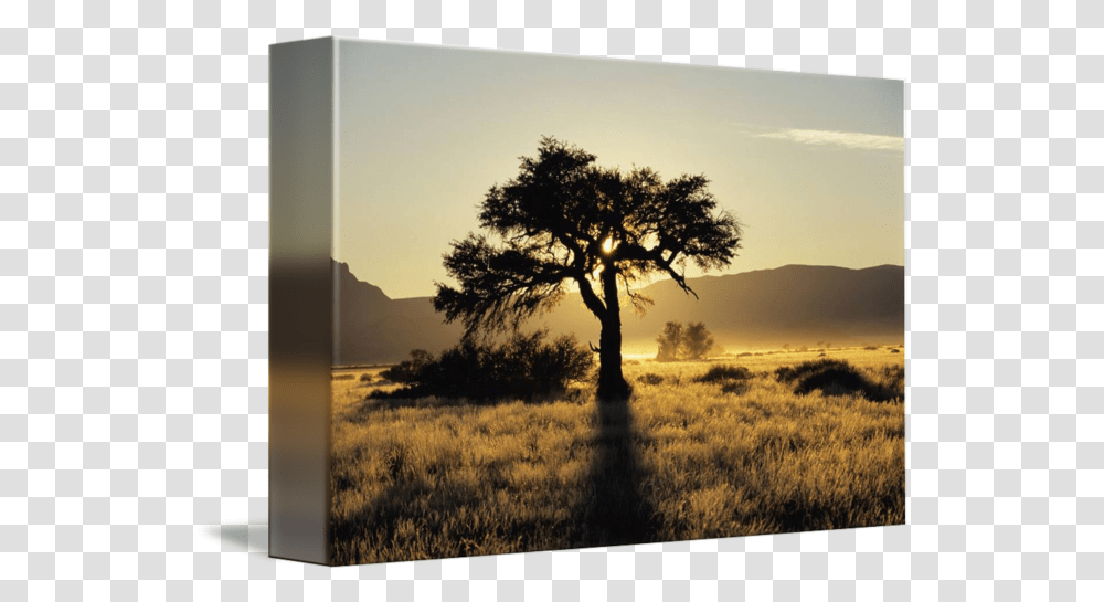 Sun Coming Up Behind A Tree In African Grasslands By Design Pics Tree With Sun Behind, Plant, Outdoors, Nature, Landscape Transparent Png