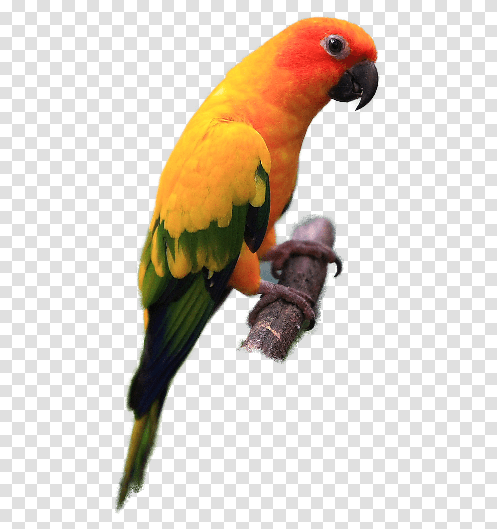 Sun Conure Bird, Animal, Parrot, Macaw, Beak Transparent Png