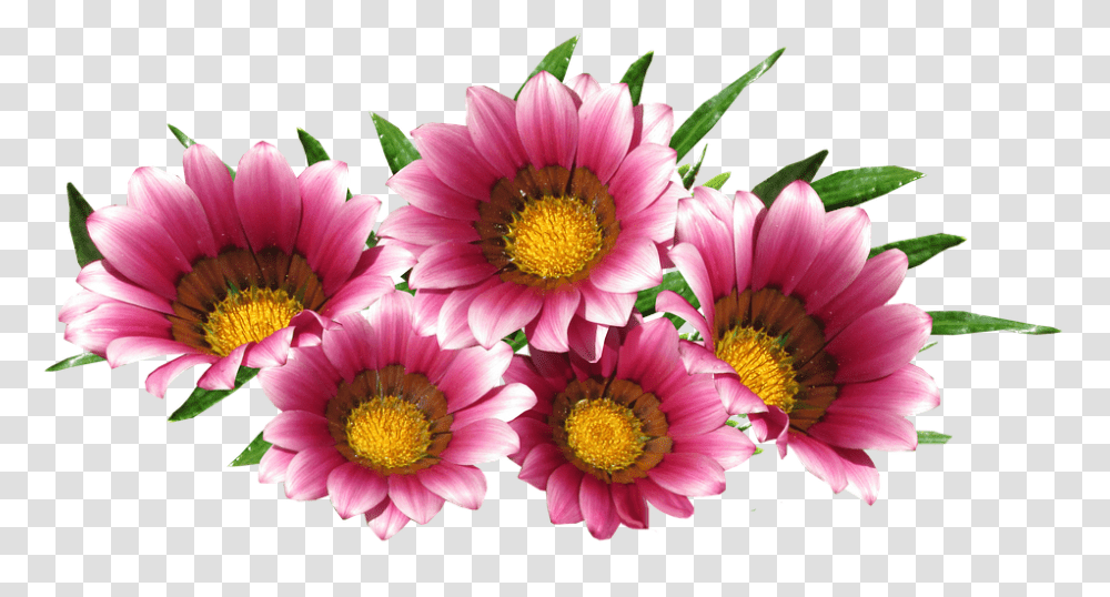 Sun Daisy 960, Flower, Plant, Treasure Flower, Blossom Transparent Png