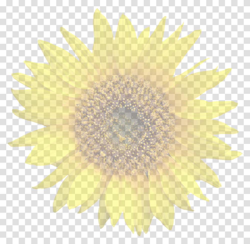 Sun Flower Nature, Plant, Blossom, Sunflower Transparent Png