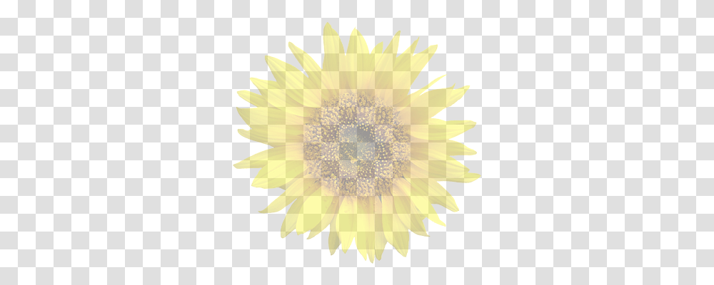 Sun Flower Nature, Plant, Blossom, Sunflower Transparent Png