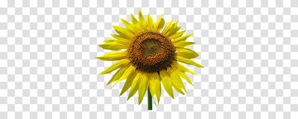 Sun Flower Nature, Plant, Blossom, Sunflower Transparent Png