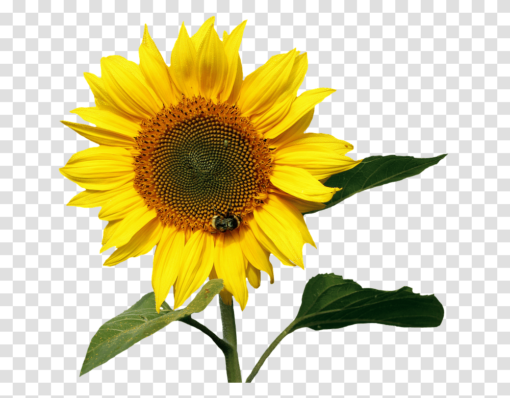 Sun Flower 960, Plant, Blossom, Sunflower, Honey Bee Transparent Png