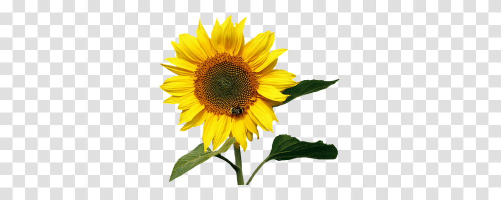 Sun Flower Nature, Plant, Blossom, Sunflower Transparent Png
