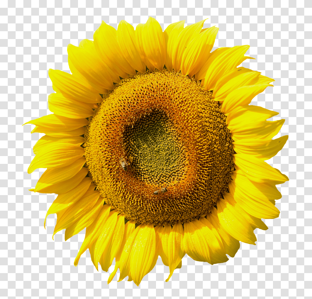 Sun Flower Nature, Plant, Blossom, Sunflower Transparent Png