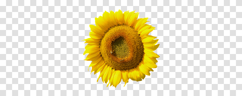 Sun Flower Nature, Plant, Blossom, Sunflower Transparent Png