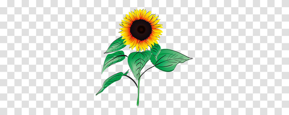 Sun Flower Nature, Plant, Blossom, Sunflower Transparent Png