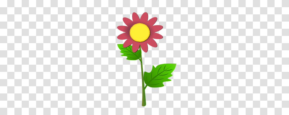 Sun Flower Nature, Plant, Daisy, Daisies Transparent Png