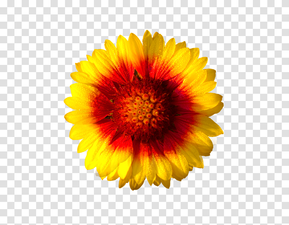 Sun Flower 960, Plant, Petal, Blossom, Daisy Transparent Png