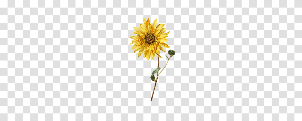 Sun Flower Nature, Plant, Blossom, Daisy Transparent Png