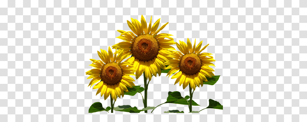 Sun Flower Nature, Plant, Blossom, Sunflower Transparent Png