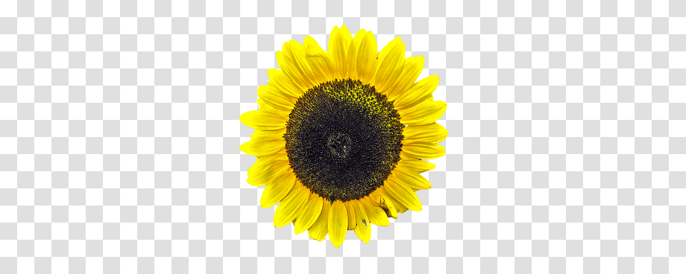 Sun Flower Nature, Plant, Blossom, Sunflower Transparent Png