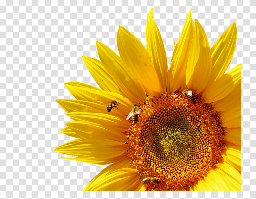 Sun Flower 960, Insect, Plant, Blossom, Honey Bee Transparent Png