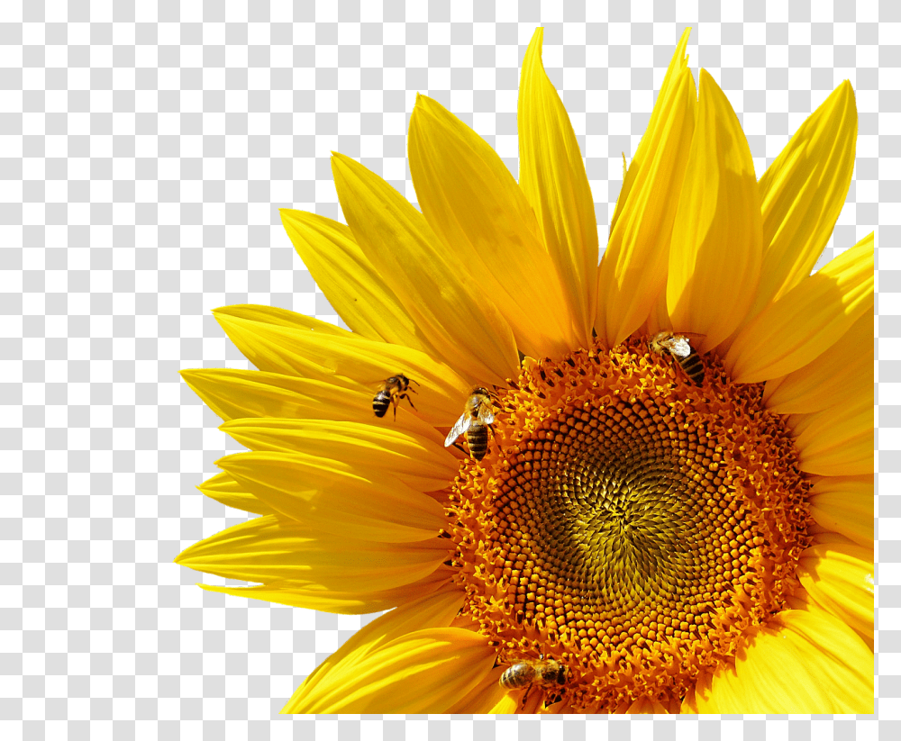 Sun Flower Nature, Plant, Blossom, Honey Bee Transparent Png